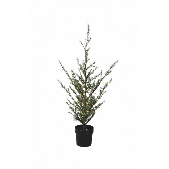 Milas Cedar Tree 130cm